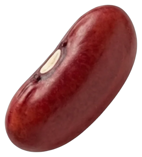 Poroto